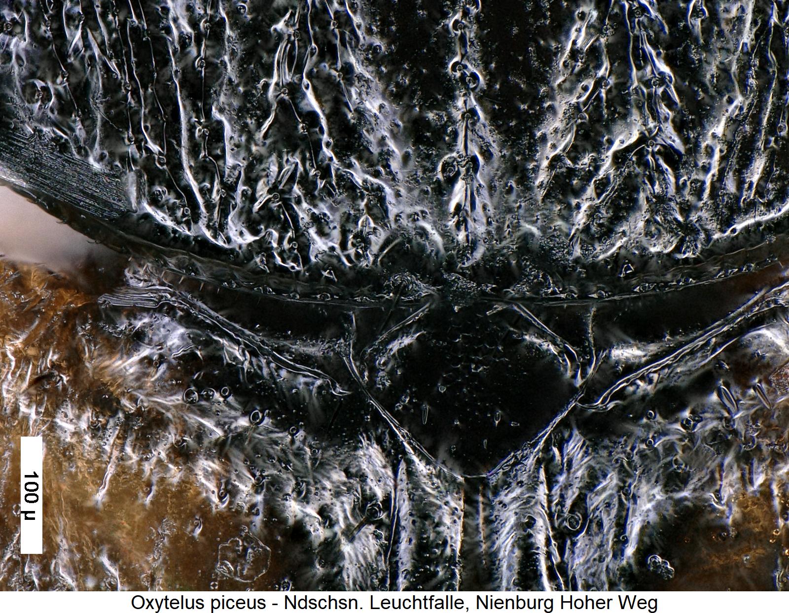 oxytelus_piceus_scut.jpg