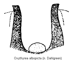 oxythyrea_albopicta.gif