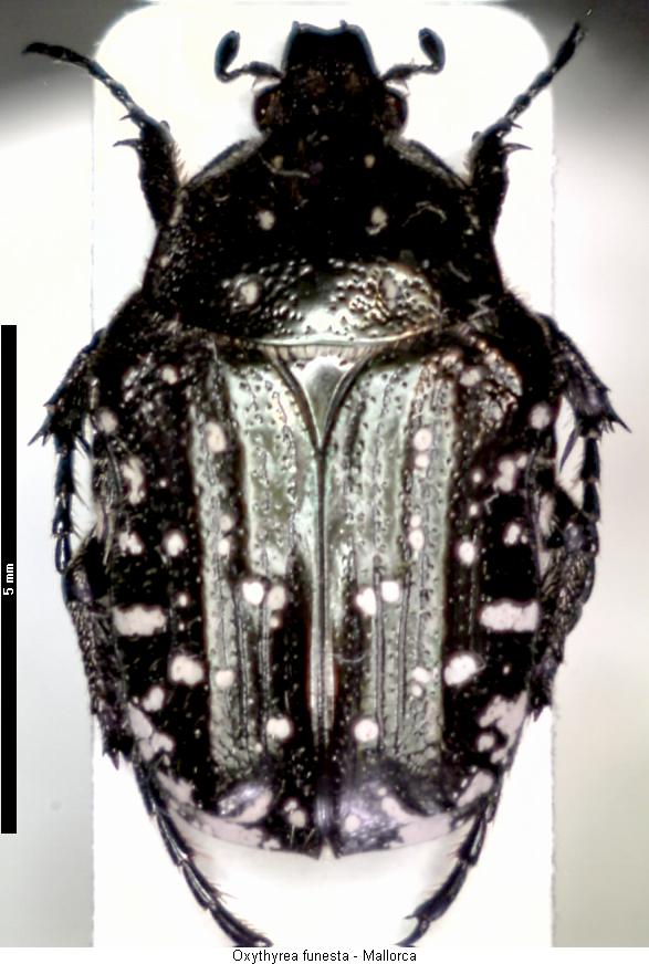 oxythyrea_funesta_hab.jpg