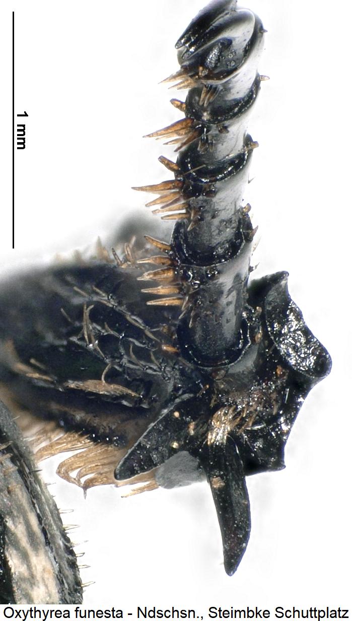 oxythyrea_funesta_hschn.jpg