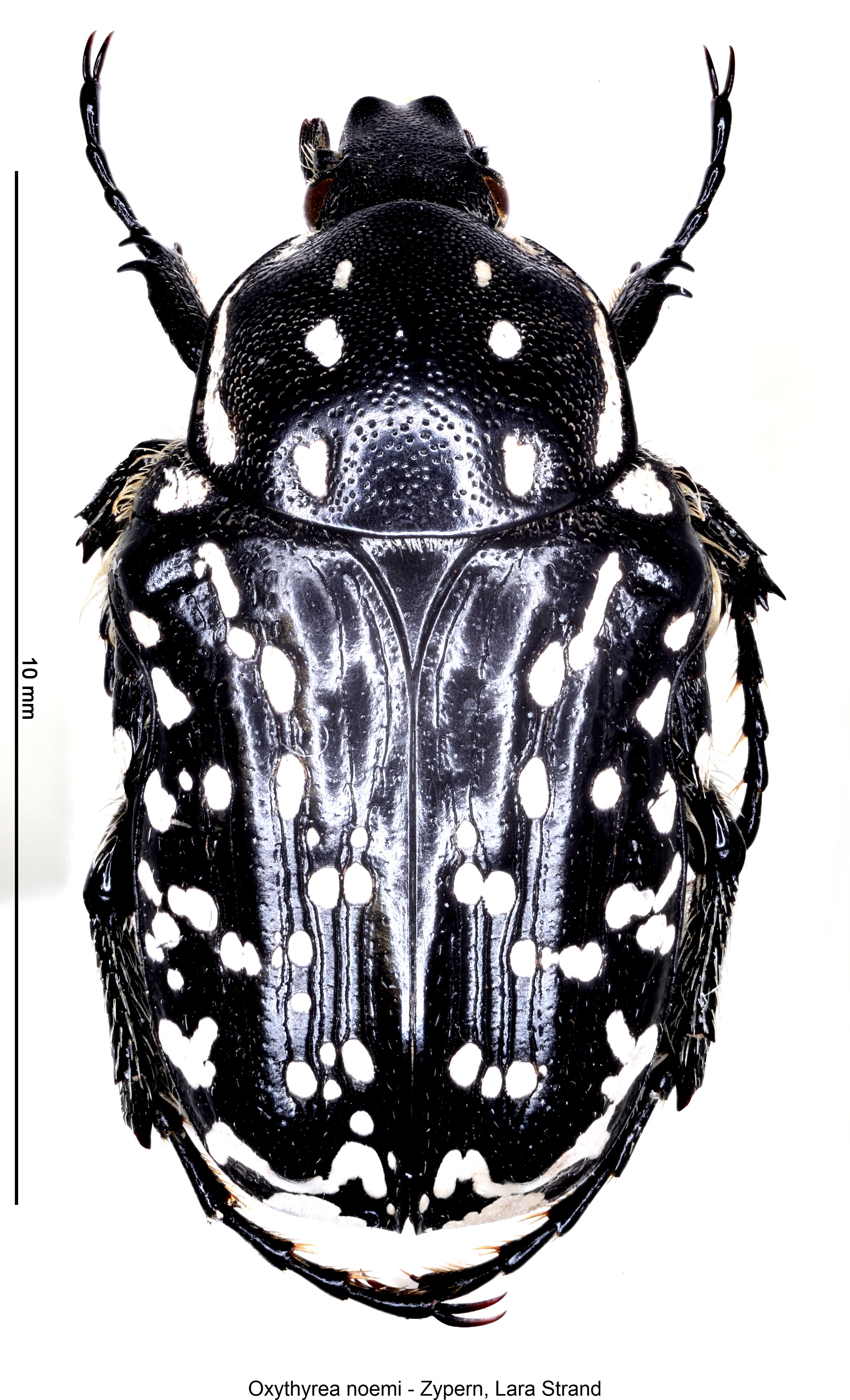 oxythyrea_noemi_hab2.jpg