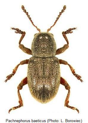 pachnephorus_baeticus_hab.jpg