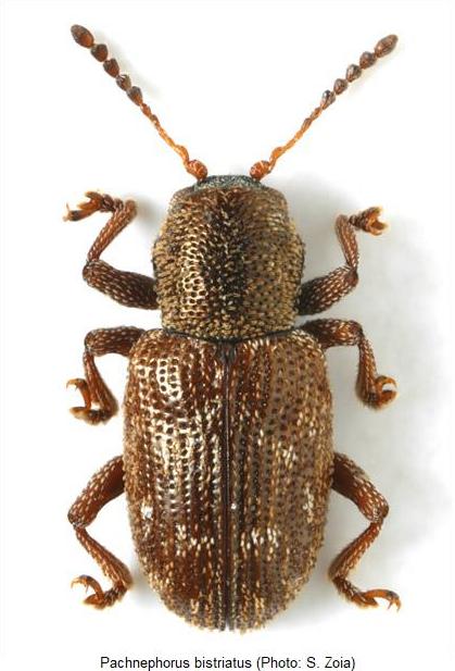 pachnephorus_bistriatus_hab.jpg