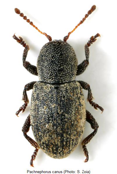 pachnephorus_canus_hab.jpg