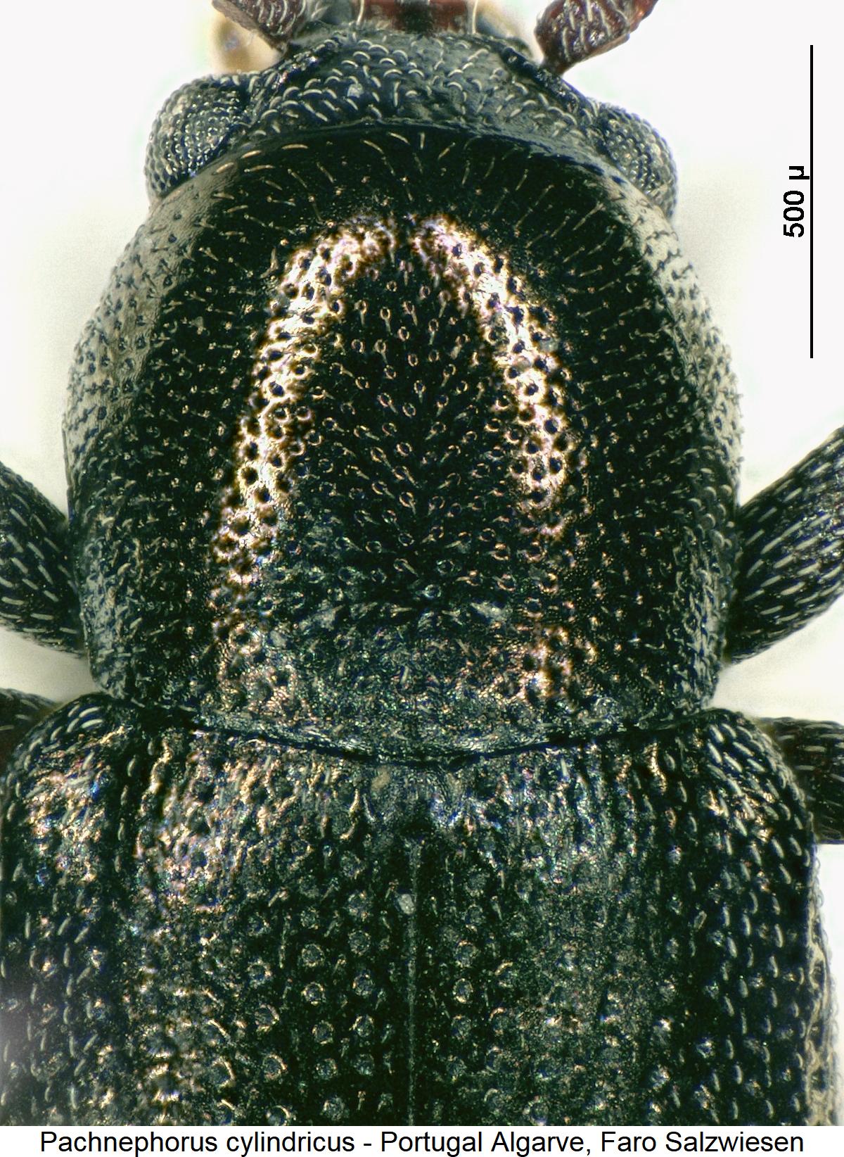 pachnephorus_cylindricus_vk.jpg