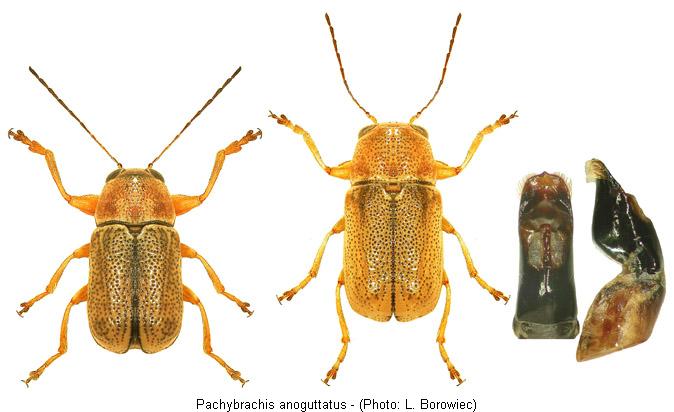 pachybrachis_anoguttatus.jpg