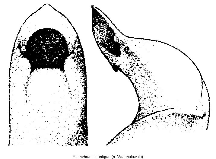 pachybrachis_antigae.gif
