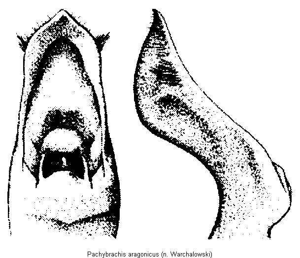 pachybrachis_aragonicus.gif