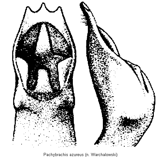 pachybrachis_azureus.gif