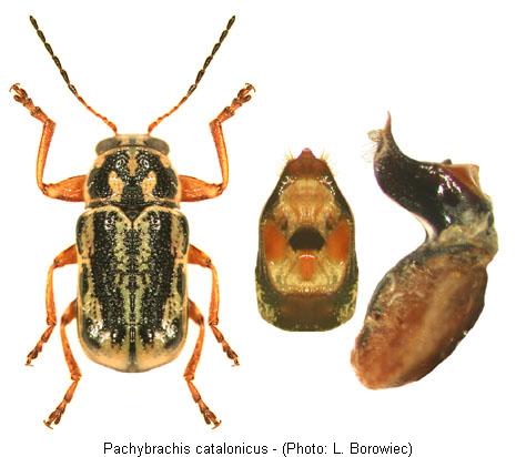 pachybrachis_catalonicus.jpg