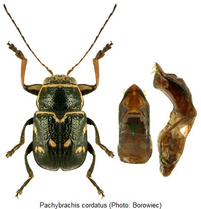 pachybrachis_cordatus_hab.jpg