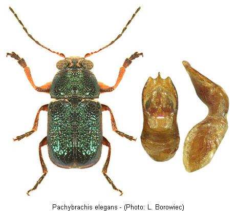 pachybrachis_elegans.jpg