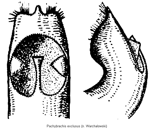 pachybrachis_exclusus.gif