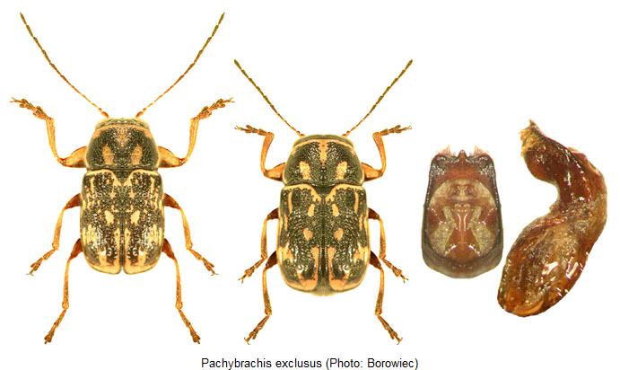 pachybrachis_exclusus_hab.jpg