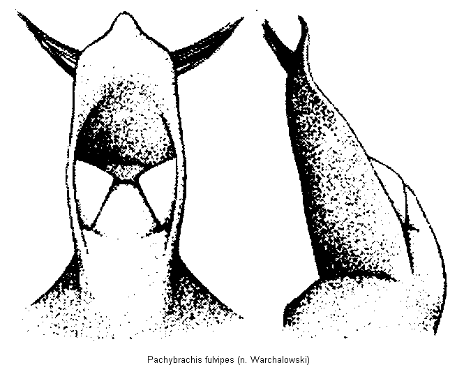 pachybrachis_fulvipes.gif