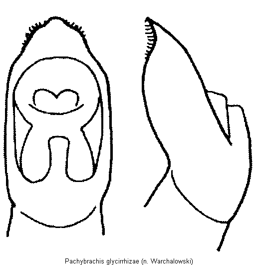 pachybrachis_glycirrhizae.gif