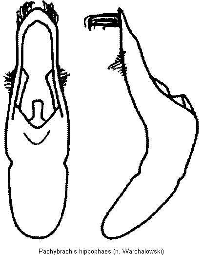pachybrachis_hippophaes.gif