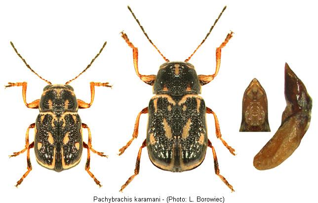 pachybrachis_karamani.jpg