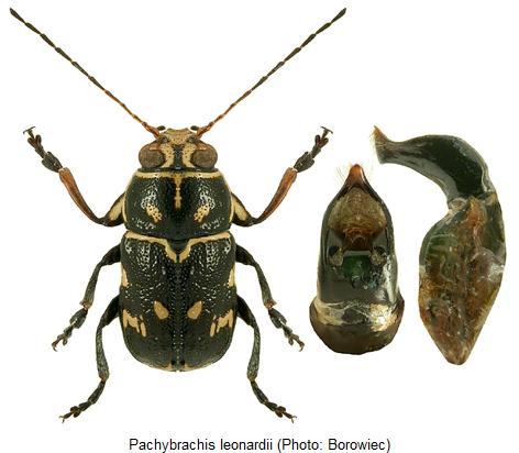 pachybrachis_leonardii_hab.jpg