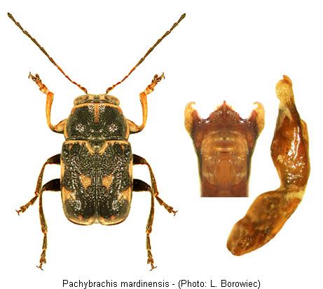 pachybrachis_mardinensis.jpg