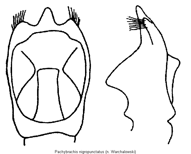 pachybrachis_nigropunctatus.gif