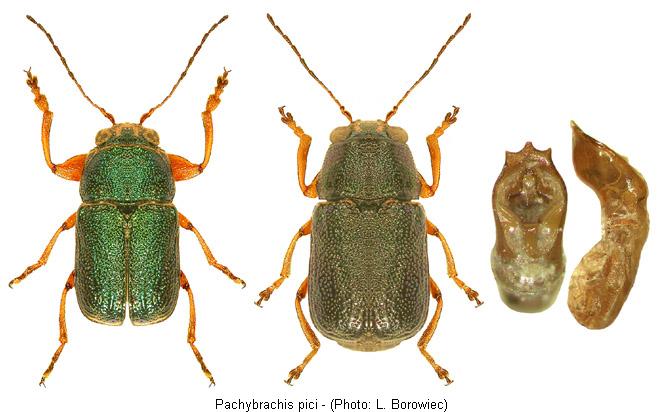 pachybrachis_pici.jpg