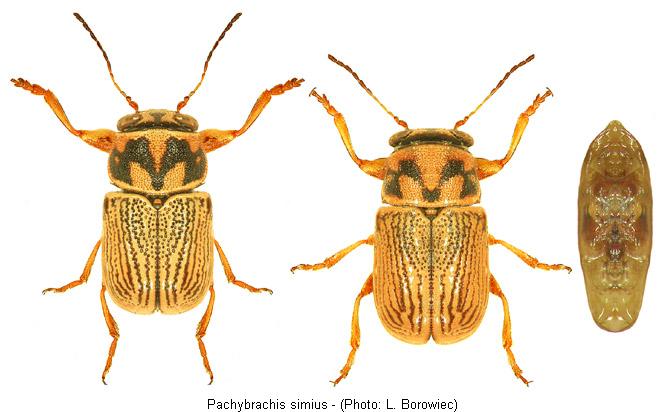 pachybrachis_simius.jpg