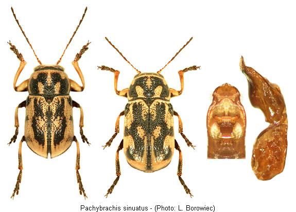 pachybrachis_sinuatus.jpg