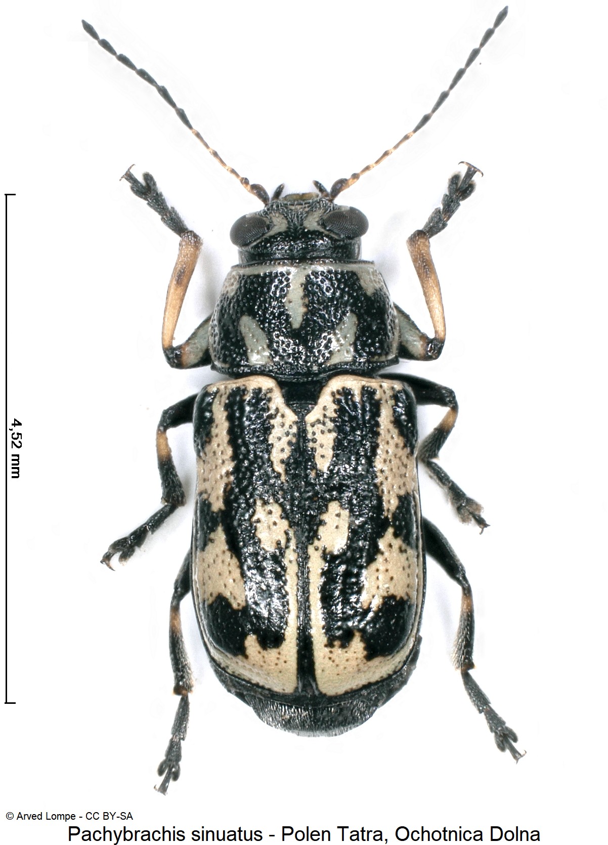 pachybrachis_sinuatus_ck32749320_hab.jpg