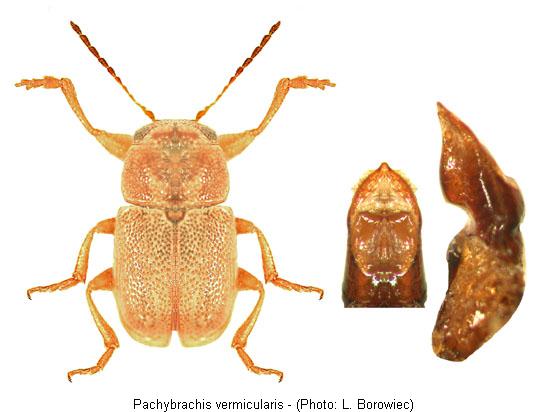 pachybrachis_vermicularis.jpg