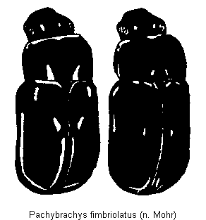 pachybrachys_fimbriolatus_hab.gif