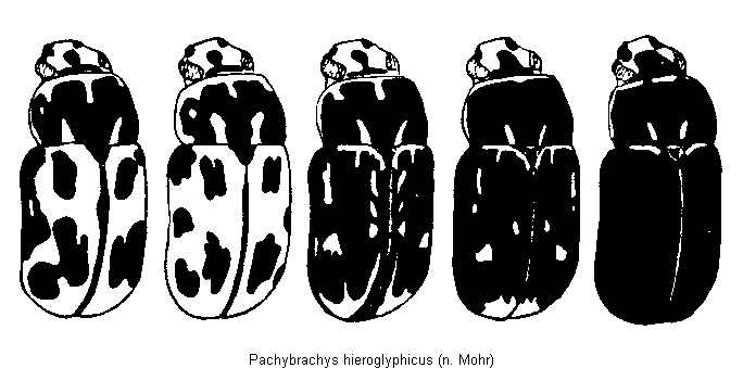 pachybrachys_hieroglyphicus_hab.gif
