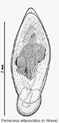 pachycarus_artipunctatus.gif