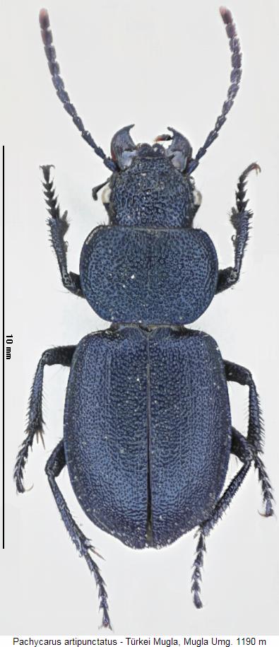 pachycarus_artipunctatus_hab.jpg