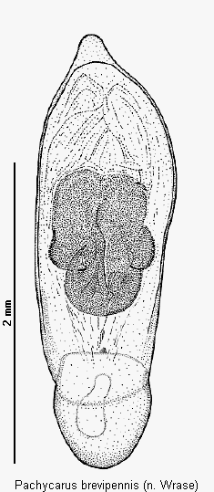 pachycarus_brevipennis.gif