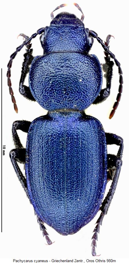 pachycarus_cyaneus_hab.jpg