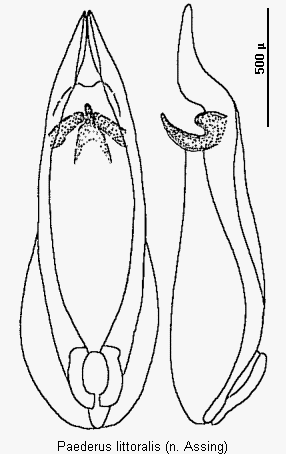 paederus_littoralis.gif