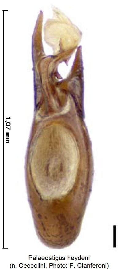 palaeostigus_heydeni.jpg