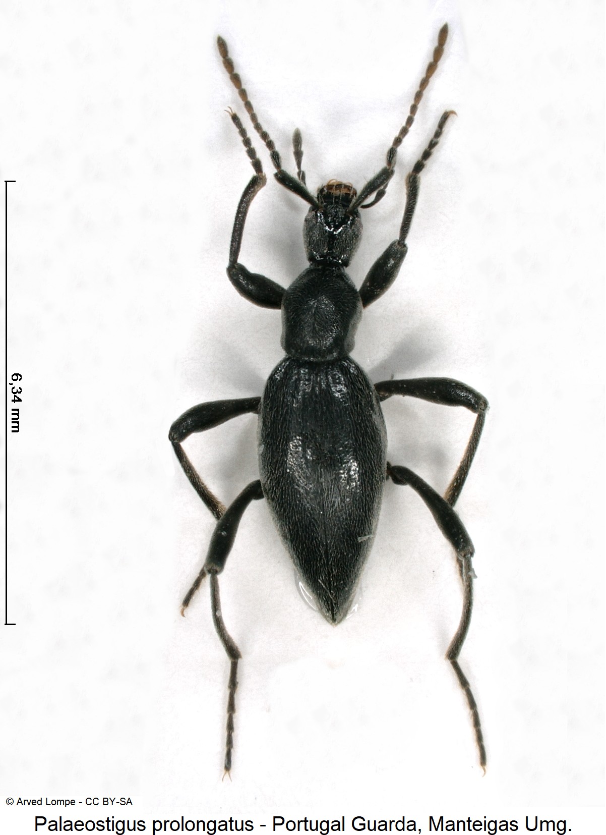 palaeostigus_prolongatus_m_hab.jpg