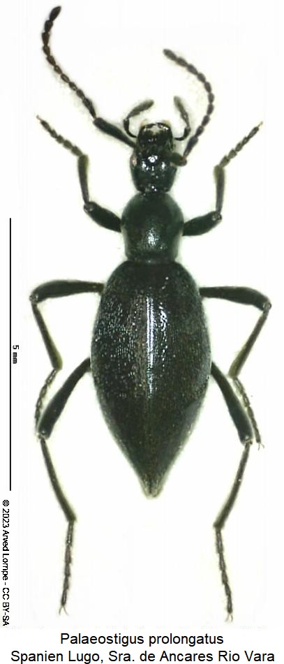 palaeostigus_prolongatus_w_hab.jpg