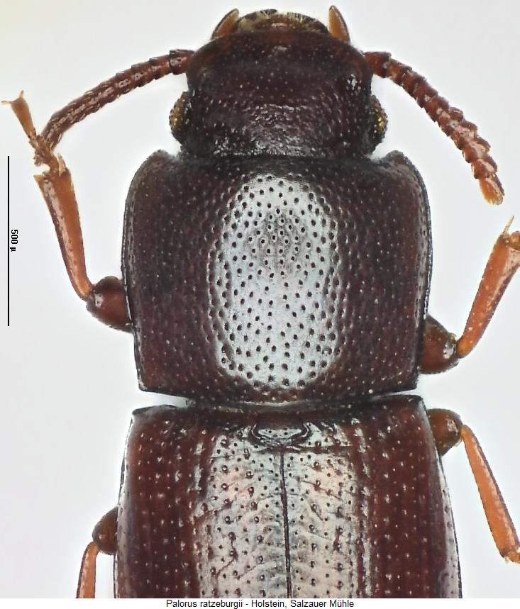 palorus_ratzeburgii_vk.jpg