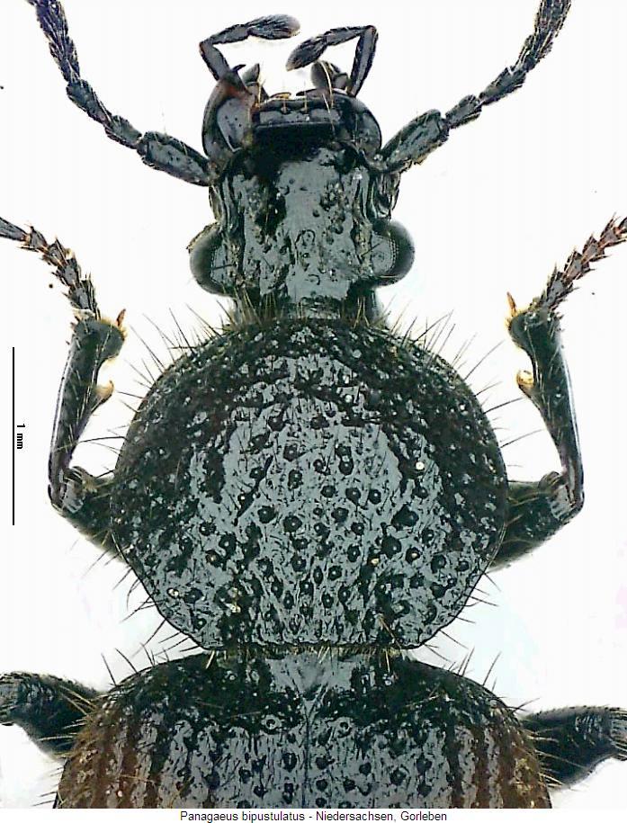 panagaeus_bipustulatus_kh.jpg