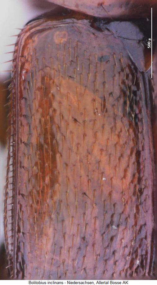 parabolitobius_inclinans_fld.jpg