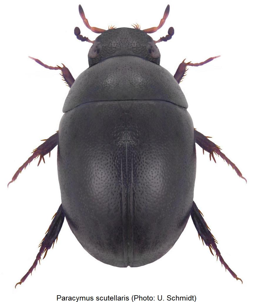 paracymus_scutellaris_hab.jpg