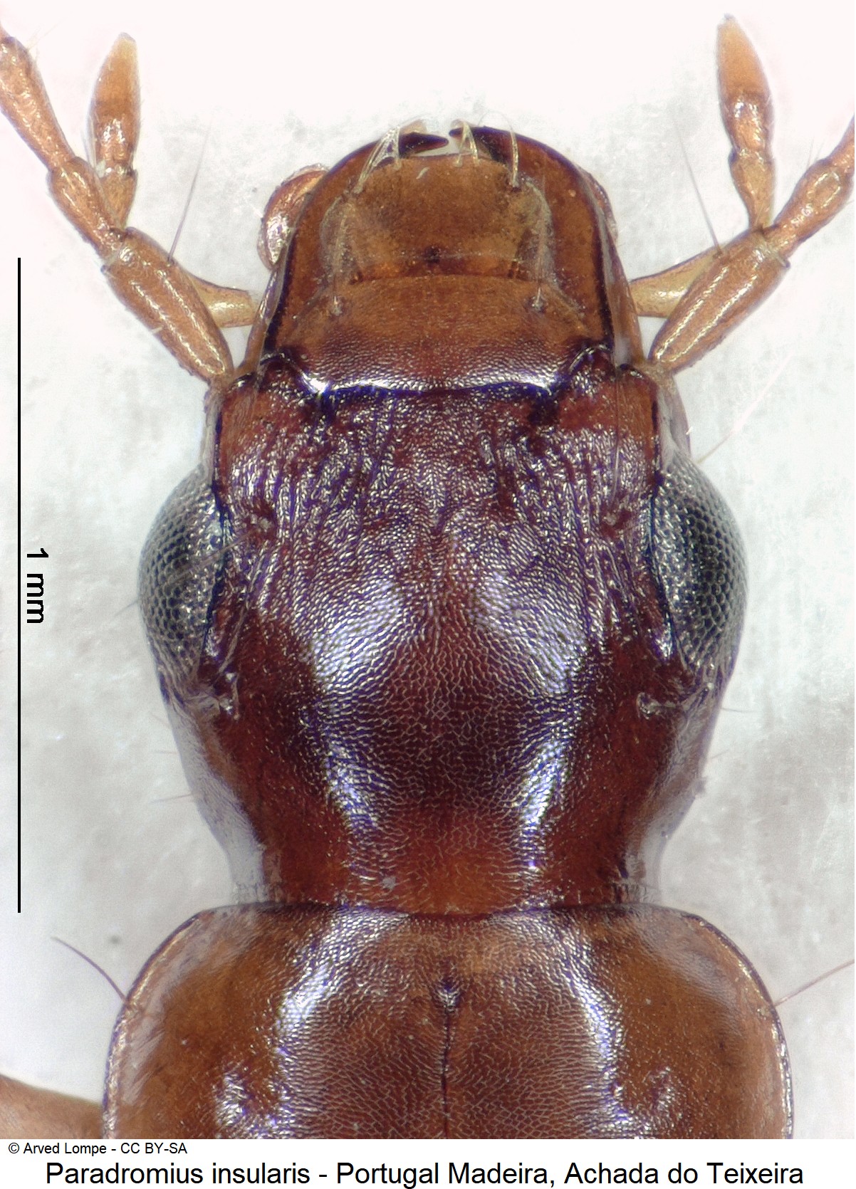 paradromius_insularis_ck19789_k.jpg