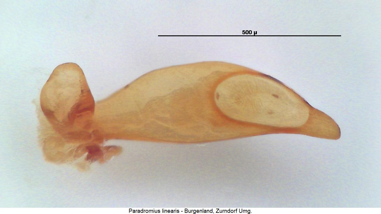 paradromius_linearis2.jpg