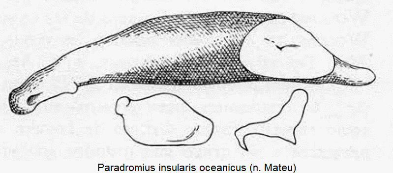 paradromius_oceanicus.gif