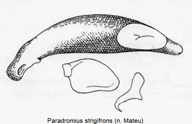 paradromius_strigifrons.gif