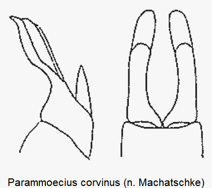 parammoecius_corvinus.gif