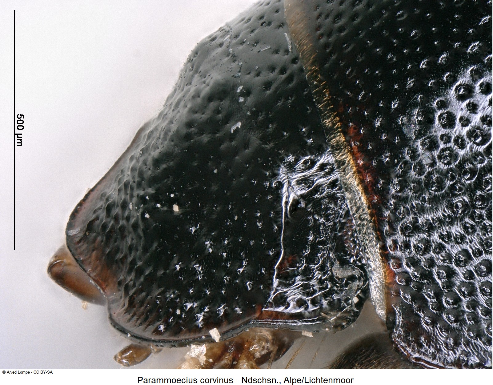 parammoecius_corvinus_ck21499_k.jpg